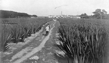 COLLECTIE_TROPENMUSEUM_'Een_van_de_vezelplantondernemingen_van_de_Handelsvereeniging_'Amsterdam'_welke_het_materiaal_levert_voor_weverijen'_TMnr_10011405