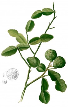 Citrus_hystrix_Blanco2.408-cropped