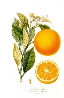 Histoire_et_culture_des_orangers_A._Risso_et_A._Poiteau._--_Paris_Henri_Plon,_Editeur,_1872