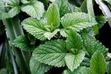 Mint_leaves