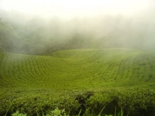 Tea Culture