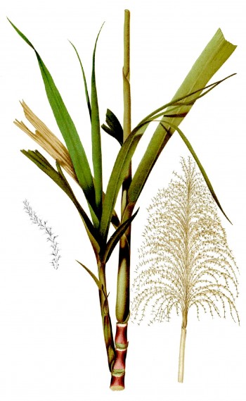 Saccharum_officinarum_Blanco1.18-cropped