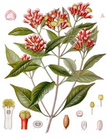 Syzygium_aromaticum_-_Köhler–s_Medizinal-Pflanzen-030