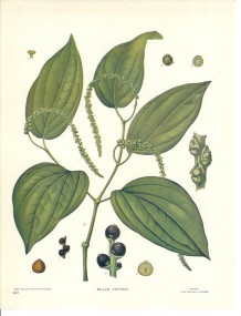 black pepper