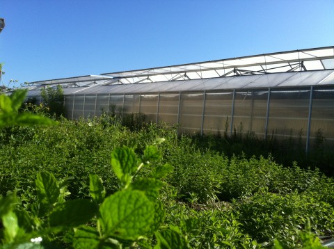 ManuTeeFaktur-manufacture_drink-global_grow-local_007