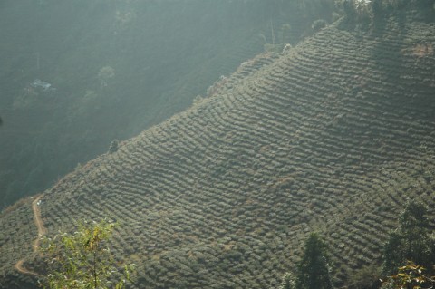 Darjeeling_Tea_Plantation,_India