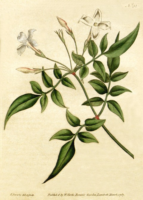 Jasminum_officinale_-_Bot._Mag._31,_1787