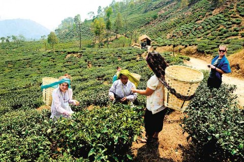 MTF-Ambootia-Tea-Garden_01