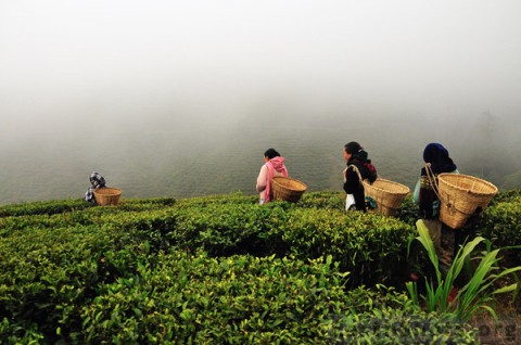 MTF-Ambootia-Tea-Garden_02