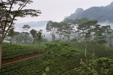 Sri_Lanka-Tea_plantation-02-sm