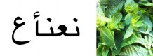 ManuTeeFaktur_ManuTeaFacture_Tuareg-Mint-Tea-002